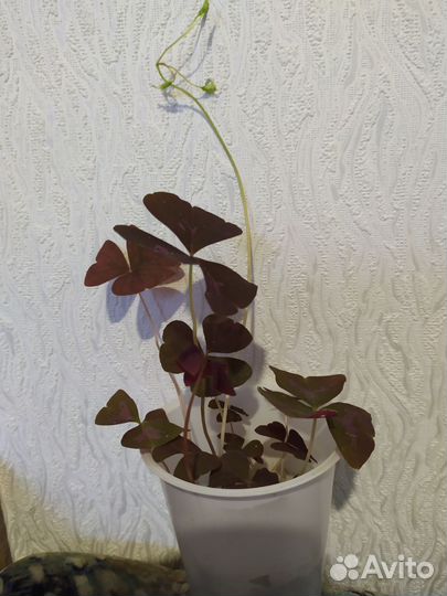 Кислица оксалис