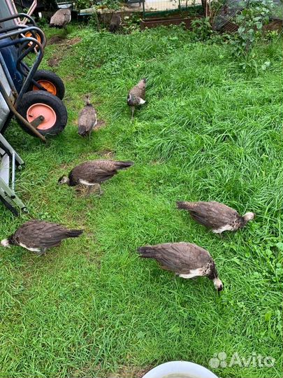 Павлины продажа