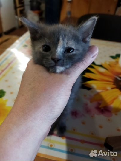 Кошка