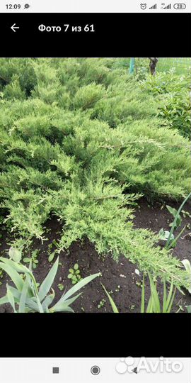 Жимолость каприфоль.Снежноягодник Можжевельник