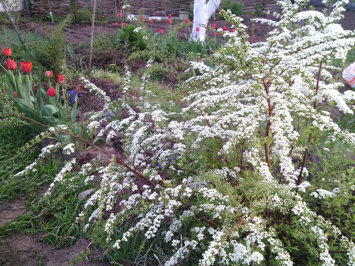 Участок 4 сот. (СНТ, ДНП)