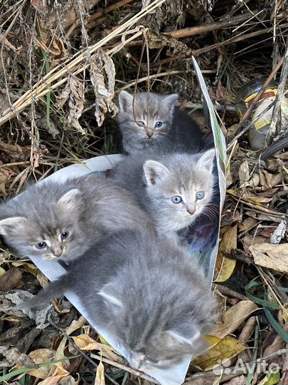 Нвшли котят, остались 3