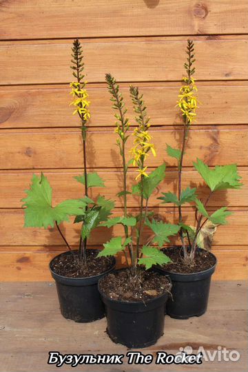 Декоративные многолетники - 1