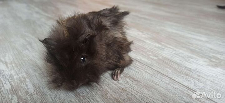 Морская свинка