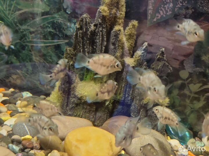 Украшения для аквариума