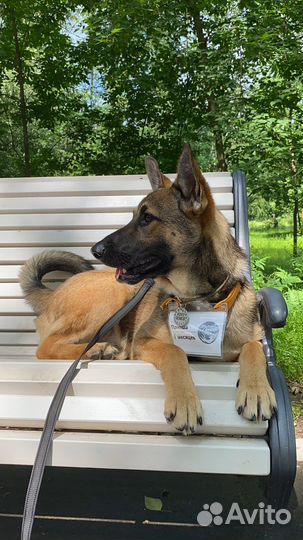Бельгийская овчарка по-приютски Щенок ищет дом