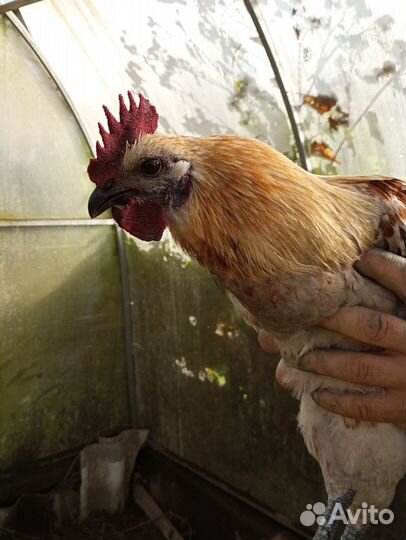 Молодые петухи