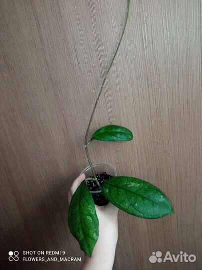 Хойя укорененные и срезом