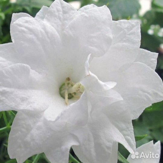 Кампанула Махровая невеста 