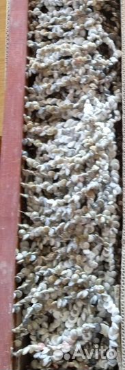 Декоративная штора из ракушки. Новая. 90*190