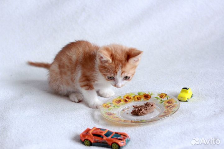 Котенок в добрые руки