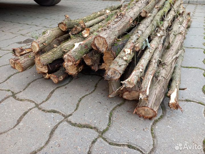 Стволы можжевельника