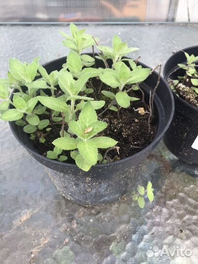 Тимьян(чабрец)