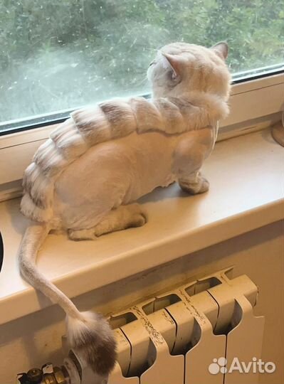 Грумер / Стрижка собак и кошек / Груминг