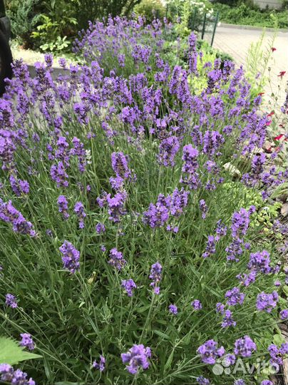 Лаванда, вейгела