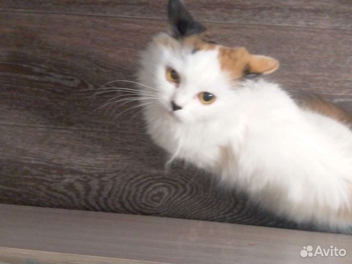 Кошка в дар бесплатно