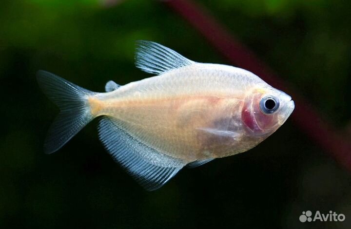 Фильтр Aquael FAN Micro Plus, тернеции