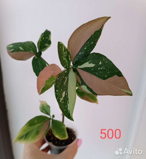 Сингониумы Ред спот триколор, Пинк бьюти лава и др