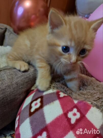 Рыжий котенок девочка