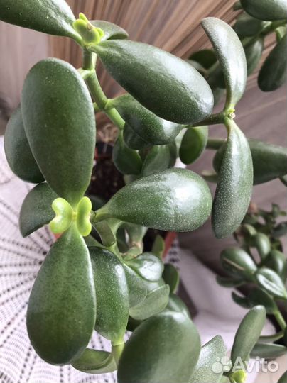 Толстянка фикус