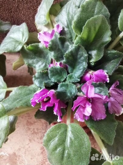 Фиалки (листики на срез)