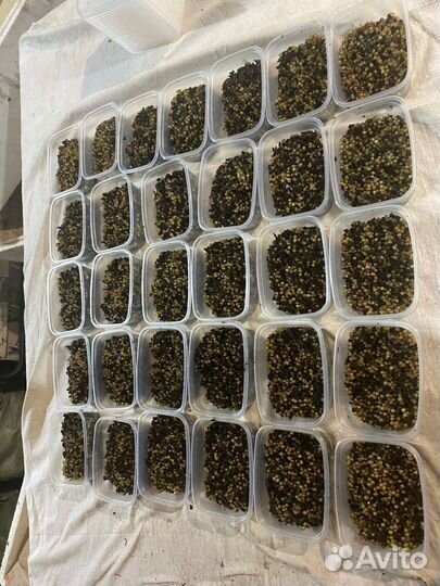 Коконы дендробены