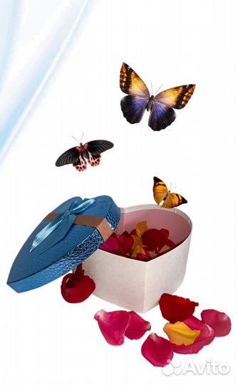 Салют из живых тропических бабочек