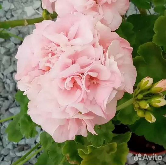 Пеларгония