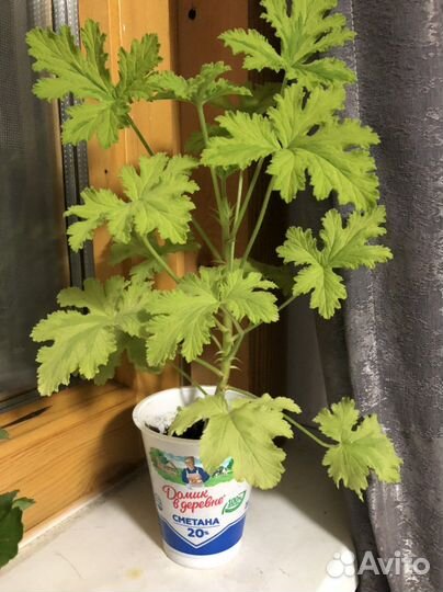 Пеларгония