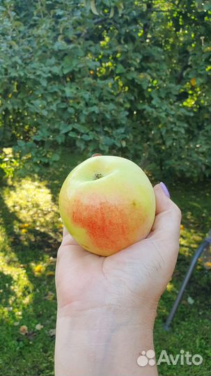 Яблоки домашние со своего сада