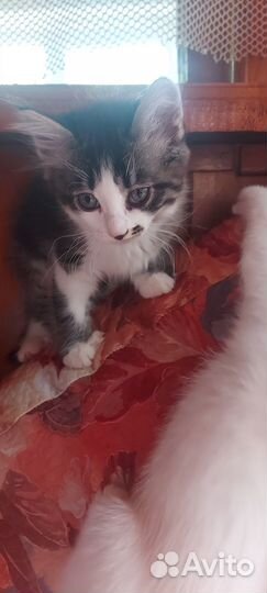 Котята в добрые руки бесплатно