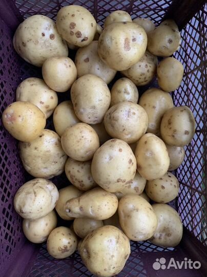 Картофель семенной Сынок Ьарс Тимо Престиж