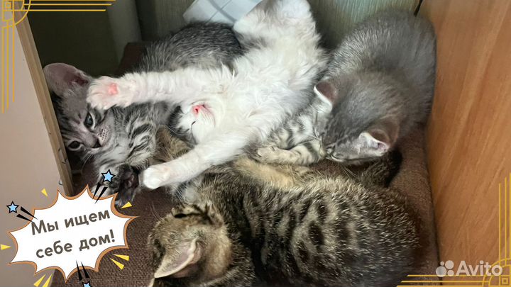 Котята ищут дом