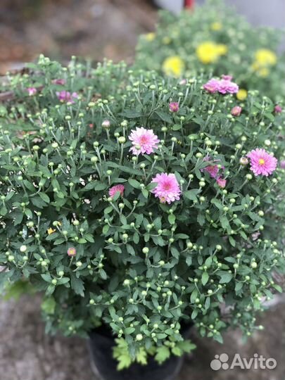 Хризантемы мультифлора