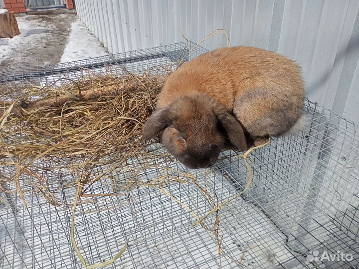 Крол Французский баран