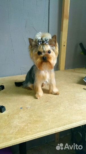 Стрижка собак, груминг