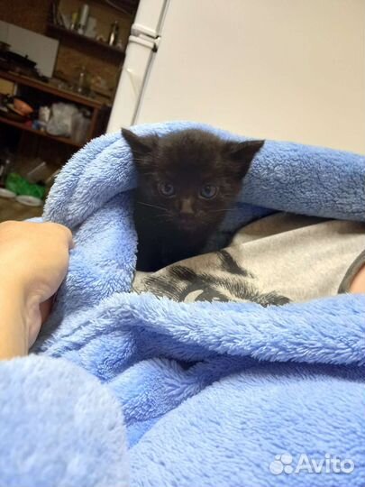 Кошки бесплатно