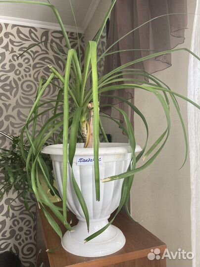 Бокарнея Нолина