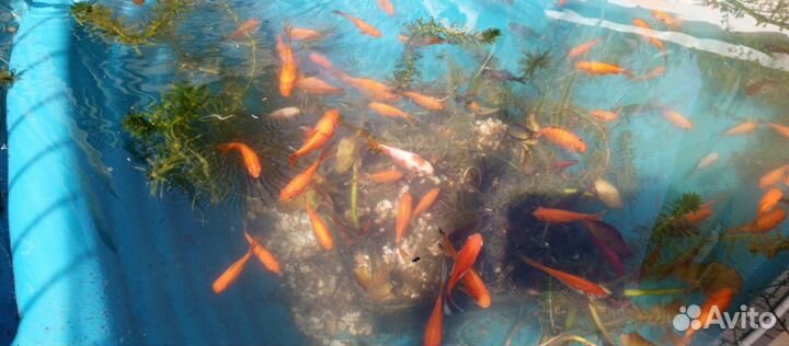 Рыбки комета