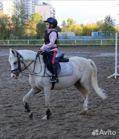 Верховая езда Обучение