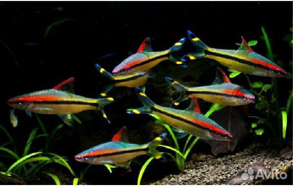Барбус Денисони. Рыбки. Аквариум. Растения. Корм