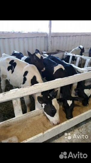 Бычки,телочки