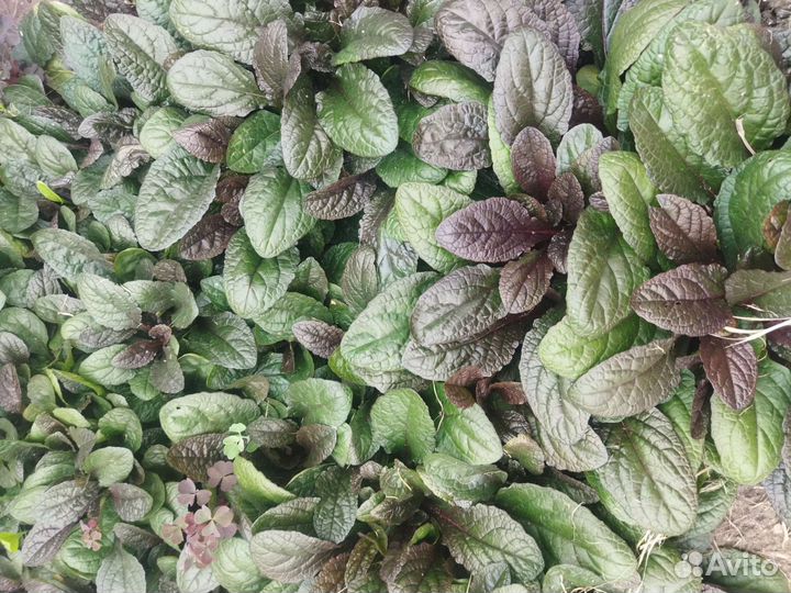 Живучка ползучая