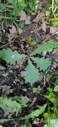 Саженцы дуба