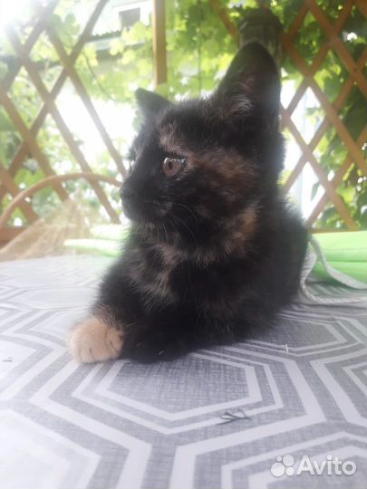 Котенок Лапочка, пост Шанс