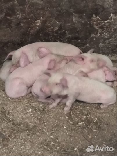 Продам поросят