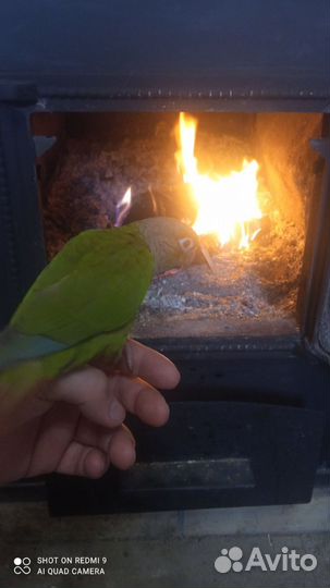 Птенцы пиррура, говорящие,супер ручные