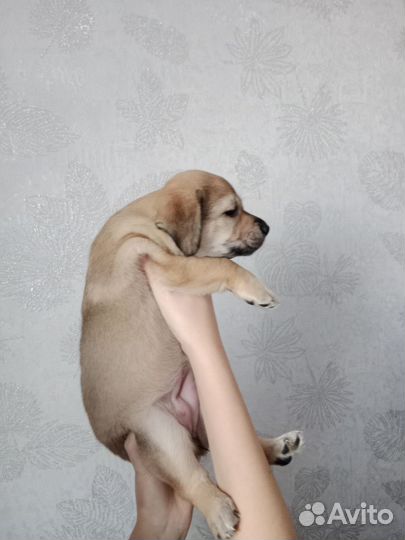 Щенки