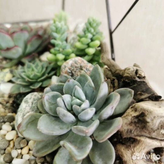 Флорариум в форме сердца