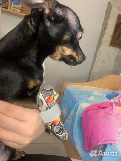 Ботинки для маленьких собак